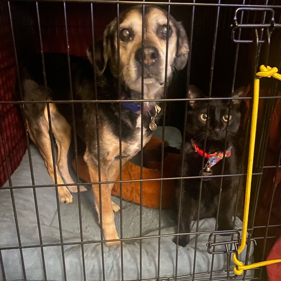 Meet your Posher, Danielle - Picture 3 of 6